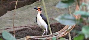 White-necked rock fowl