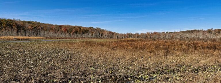 Crows Nest marsh