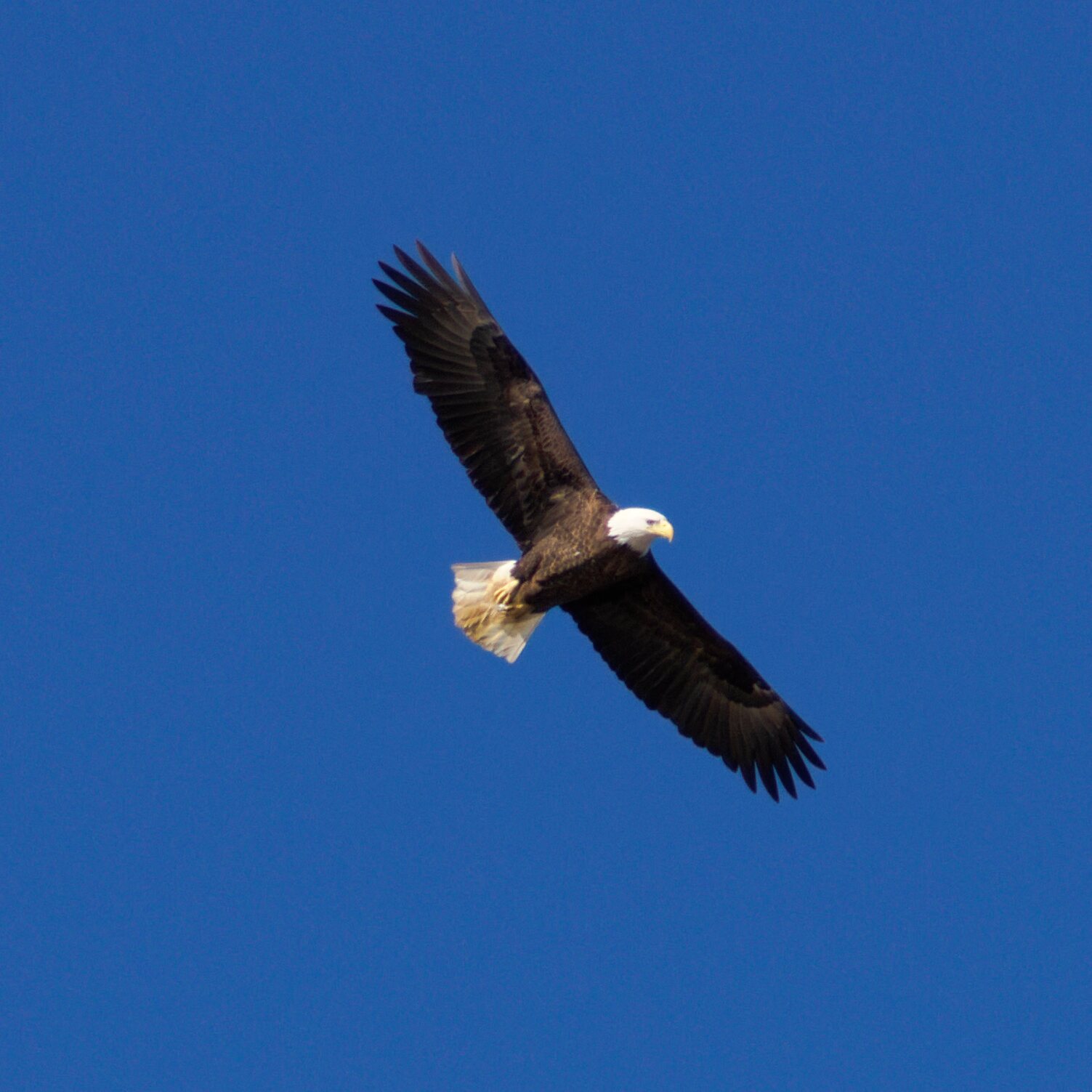 Bald Eagle