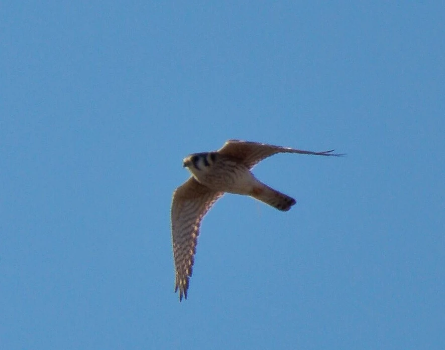 American Kestrel flying over