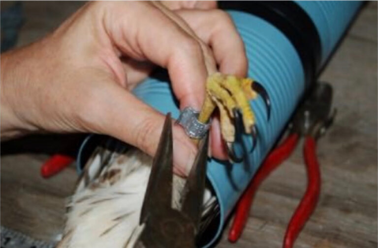 The Cape May Raptor Banding Project; Speaker Paul Napier – Tues April 21, 2026