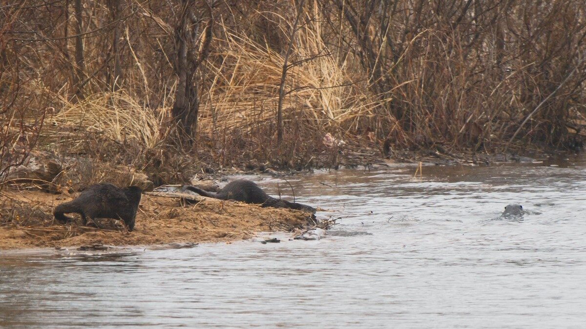 River Otters playing on the bank