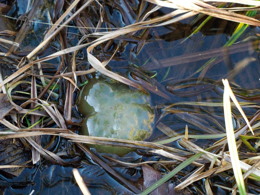 Spotted Salamander egg mass in a vernal pool