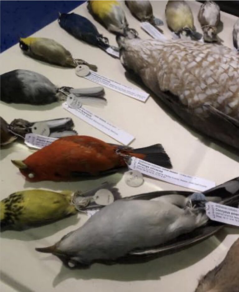 The Smithsonian’s Bird Collection – Speaker: Robin Duska – Tues Sept 15, 2026